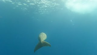 Dugong. Sea Cow. Red Sea 🌊