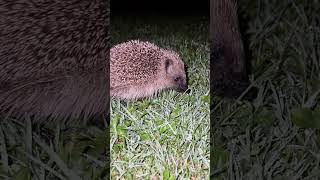 Hedgehog