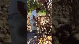 Patio para Pelado de Coco, Extracción de Copra, Fruta y Agua de Coco - Ruta del Coco