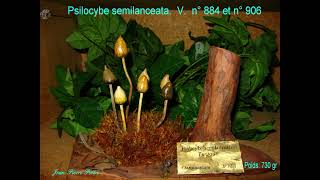 Psilocybe semilanceata. Champimaginatis. English Text.