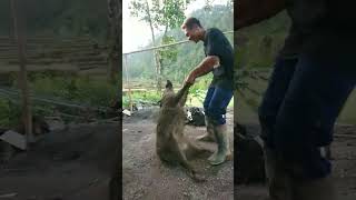 BABI HUTAN JADI JADIAN