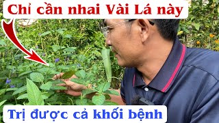 Mỗi sáng chỉ cần Nhai vài Lá này trị được cả khối bệnh, hở van tim,tiểu đường,cao huyết áp. PHAN HẢI