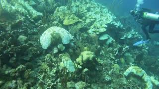 Watamula Reef, 1-16-24, Curacao