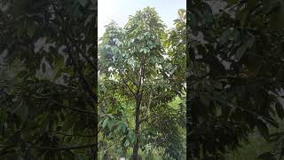 perkembangan Pohon durian bawor Jarak Dekat‼️#shorts #shortvideo #durianbawor  #tipsberkebun #fruit