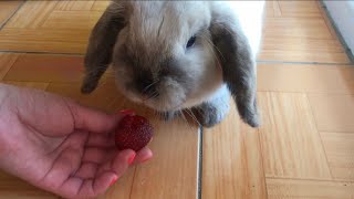 🐰Клубничный кролик ест