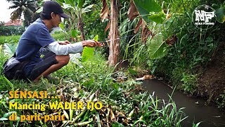 Micro Fishing || SENSASI...Mancing wader ijo di parit #nakafishing #mancingwader #mancingnilem