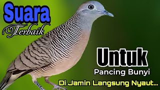 PANCINGAN PERKUTUT LOKAL // SUARA TERBAIK UNTUK PANCING BUNYI DI JAMIN LAWAN LANGSUNG RESPON NYAUT