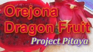 Orejona Dragon Fruit