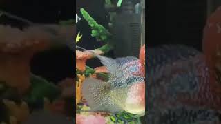 Short body monster kok srd flowerhorn available for sale!!! Whatsapp- 01316514567 Mohammadpur Dhaka