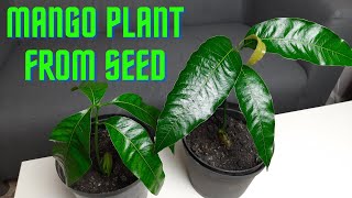 Grow Mango plant from seed in London | in Telugu | Telugu Vlogs