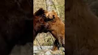 Bears fight