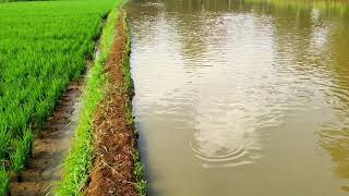 KOLAM IKAN DI DESA , DARI SAWAH JADI KOLAM IKAN