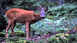 Roe Deer Eating Mushrooms In The Forest