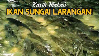 BIKIN TAKJUB!! Sungai Ikan Banyak di Sumatera Barat.