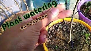 How To Water Plants When On Vacation | PKTalks