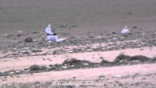 Little Tern