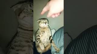 Goku boxing #music #remix #cat #catfood #kittymusic #kitty #shortsvideo #viralvideo