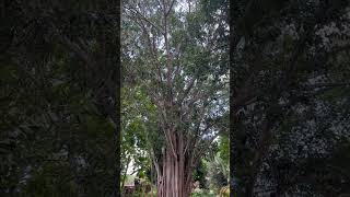 Amazing Rubber Tree @ Malagos Garden Resort #rubbertree #malagosgardenresort #davaocity #plantita