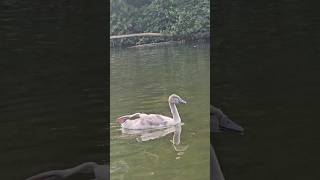 Baby swans are swimming with one leg on back 🦢🦢... Let me know why is like that😀 #music  #animals