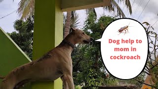 dog help to mom in cockroach hunting| #dogs #cockroach  #huntingdog #doglover #dog #pets #animals