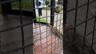 Tupaimya makan wortel 🐿️ #shortsviral #shortvideo #shorts