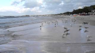 Seagulls at the beach, stormy afternoon