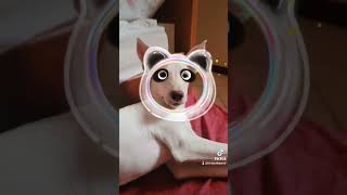 Quando seu cachorro vira um panda kkkk #cachorros #pets #cachorrosfofos #cachorrosengraçados