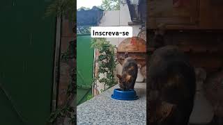 #motivacional #motivação #liçãodevida#viralvideo #gatos#adoteumgato #cat#adote#pets #adoteumgatinho