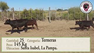 Lote 8