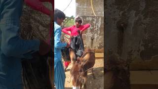 This is how the people of Thar carry goods on donkeys#donkey #shortvideo #animals