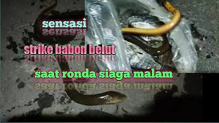 Mancing Belut Babon di malam hari, bonus nila dan tawes