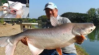 Amazing New Style Cutting | Big Pangas Fish Cutting in Bangladesh Fish Market