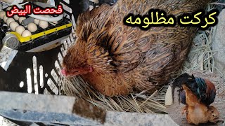 كركت مظلومه🐔فحصت بيض الفقاسه ونصدمت😱دقوز للبيع وسبب...