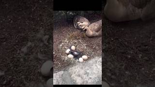 Brave Man Saves Swan Eggs from Hungry Snake🐍#shorts