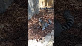 Bioparqe Valencia #animals #shortvideo #bioparque #funnyanimal