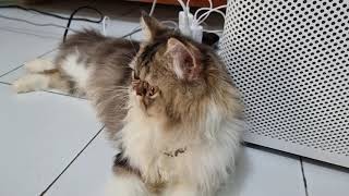 KUCING PEAKNOSE LUCU LAGI BERMAIN AKTIV GIGIT JARI TANGAN EUY RASANYA MANTAP WKWKKW