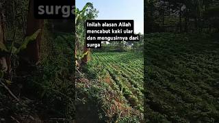 Ternyata ular dulu pernah punya kaki #kisah #motivasi #quotes #kisahislami