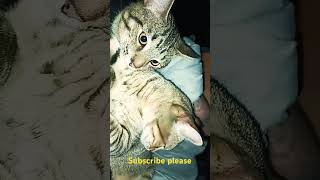 Cat love #cat #catlover #kitty #shorts #viralvideo #fypシ゚viral