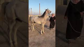 حصان ابن مخاتيم عمر سنتين و٩ شهور حصان من الابطال للبيع