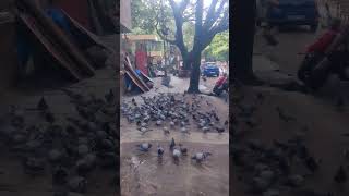 random street jayanagar bangalore #malayalamshort #shortvideo #bangalore #shorts #short  #subscribe