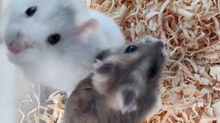 Two little cuties - Winter Hamster