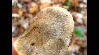 Tricholoma scalpturatum. Champimaginatis. English Text.