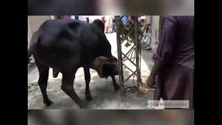 ایسی خطرناک گائیں جو ہاتھ لگائے وہ پچھتائے۔                            .Dangerous Cow