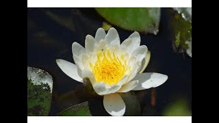 Nenúfar blanco boreal (Nymphaea candida)