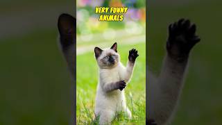 Very Funny Animals #shorts #funnyanimals