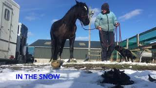 Pole Work, Lunging and Arena Work - All done in Cavallo Horse Hoof Boots