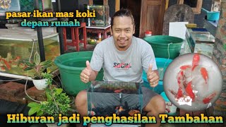 ikan hias jadi hiburan kesibukan dan penghasilan // mas koki