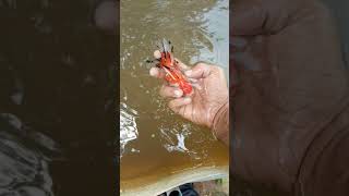 Tri colour oranda