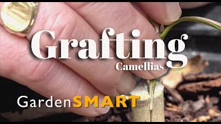 GardenSMART Tips, Grafting Camellias