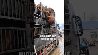 Unbelievable: Horse Falls Off Truck and Survives #shorts #ytshorts #viral